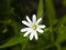 Flower Greater stitchwort, Stellaria holostea, with bokeh background, macro, selective focus, shallow DOF