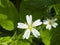 Flower Greater stitchwort, Stellaria holostea, with bokeh background, macro, selective focus, shallow DOF