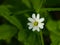 Flower Greater stitchwort or Stellaria holostea with bokeh background, macro, selective focus, shallow DOF