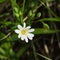 Flower Greater stitchwort or Stellaria holostea with bokeh background, macro, selective focus, shallow DOF