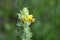 Flower of a greater yellow rattle