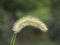 The flower of green bristlegrass