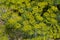 Flower of green dill Anethum graveolens grow in agricultural field