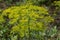 Flower of green dill Anethum graveolens grow in agricultural field