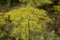 Flower of green dill Anethum graveolens grow in agricultural field