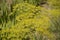 Flower of green dill Anethum graveolens grow in agricultural field