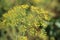 Flower of green dill fennel . Green background with flowers of dill