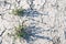 Flower green dry land cracks grey gray grayscale ground light shadow background landscape terrain twig