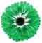 flower green gerbera. Flower isolated on a white background. No shadows with clipping path. Close-up.