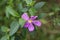 Flower on green leaf bluer background