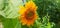 flower green pata orange photo green background