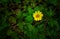 Flower green yellow singapore daisy creeping-oxeye trailing daisy wedelia