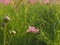 Flower among the greeny grass