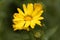 Flower of Grindelia robusta