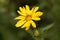 Flower of Grindelia robusta