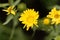 Flower of Grindelia robusta