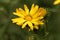 Flower of Grindelia robusta