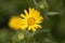 Flower of Grindelia robusta