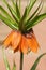 Flower Grouse Imperial