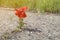 Flower growing on the asphalt road