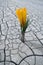 Flower growing in barren land