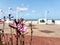 Flower growing on a sidewalk of a beach