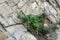 Flower growing on vertical granite rock