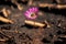 Flower grown on desolate damaged ground new life after wildfire on blurred background