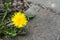 The flower grows from a stone. Striving for life. Natural background, plant and stone. Selective focus