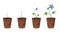 Flower growth stages in brown pot on white background. Phases from seed to sprout and bloom. Vector illustrations of