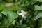 Flower guava on tree