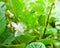 Flower of guava tree