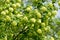 Flower of guelder-rose