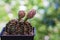 Flower gymnocalycium mihanovichii cactus in black little pot blooming with sunlight over green natural bokeh background