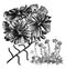 Flower and Habit of Calandrinia Umbellata vintage illustration