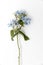 Flower hackelia velutina isolated on the white background