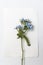 Flower hackelia velutina isolated on white background