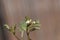 Flower of a hairy bittercress, Cardamine hirsuta