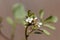 Flower of a hairy bittercress, Cardamine hirsuta