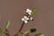 Flower of a hairy bittercress, Cardamine hirsuta
