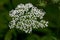 Flower of a hairy chervil, Chaerophyllum hirsutum