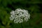 Flower of a hairy chervil, Chaerophyllum hirsutum