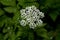Flower of a hairy chervil, Chaerophyllum hirsutum