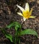 Flower Hairy tulip