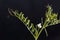 Flower of a hairy vetch, Vicia hirsuta