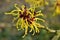 Flower of the Hamamelis.