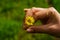 Flower in the hand, dandelion on hand, woman hand holding a dandelion