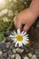 Flower in the hands of a child . Chamomile in children`s hands