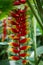 Flower of hanging lobster claw plant