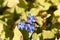 Flower of a hardy blue-flowered leadwort, Ceratostigma plumbaginoides